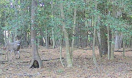 Photo #5 of 10+AC Groton Tract A Woods, Onancock, Virginia 11.8 acres