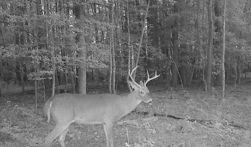 Photo #6 of 10+AC Groton Tract A Woods, Onancock, Virginia 11.8 acres