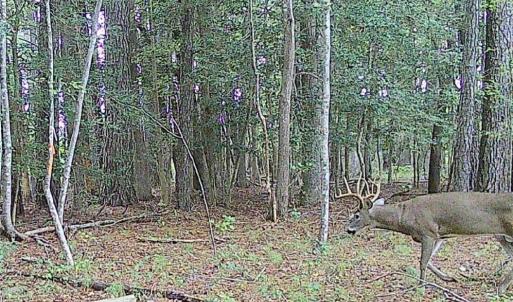 Photo #7 of 10+AC Groton Tract A Woods, Onancock, Virginia 11.8 acres