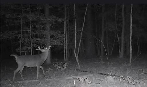 Photo #8 of 10+AC Groton Tract A Woods, Onancock, Virginia 11.8 acres