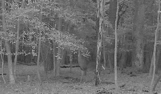 Photo #9 of 10+AC Groton Tract A Woods, Onancock, Virginia 11.8 acres