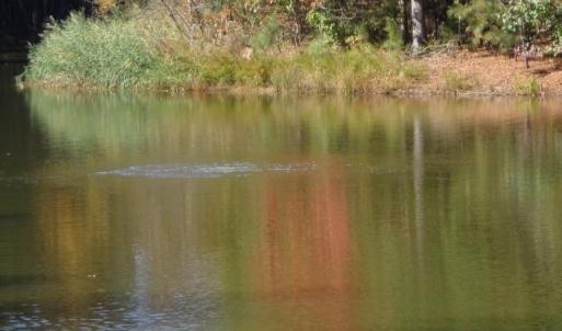 Photo #6 of 1445 Morgarts Beach Road, Smithfield, Virginia 17.9 acres