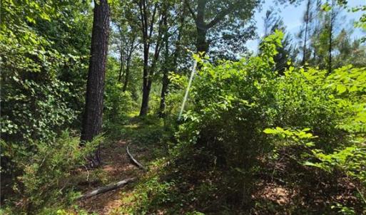 Photo #6 of 50+AC Guy Place Road, Courtland, Virginia 50.5 acres