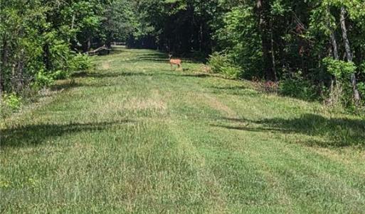 Back of property line. A Doe came out to say Hi