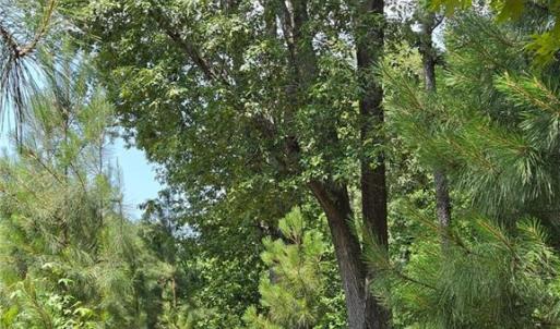 Photo #10 of 50+AC Guy Place Road, Courtland, Virginia 50.5 acres