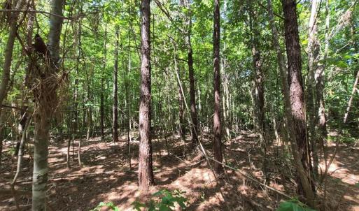 Photo #4 of 6576 Blackwater Road, Virginia Beach, Virginia 4.9 acres