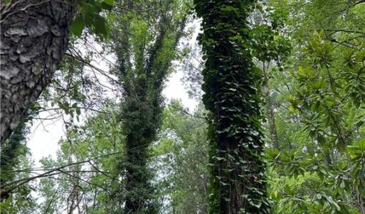 Photo #7 of 56 Mobjack Lane, Hayes, Virginia 0.5 acres