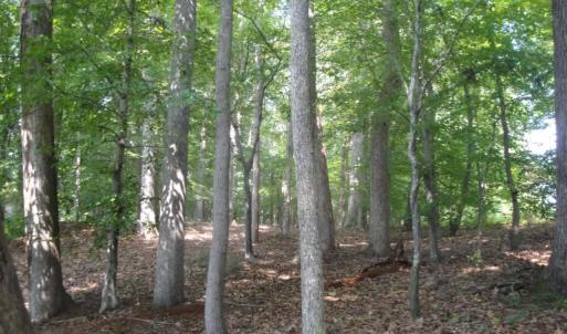 Photo #22 of 2281 Kings Fork Road, Suffolk, Virginia 10.6 acres