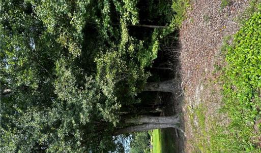 Land border marked by pink flag tied to tree