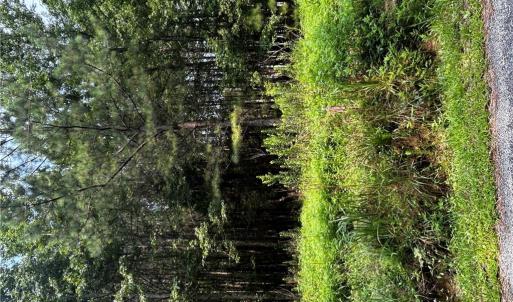 Land border marked by pink flag tied to wood stick