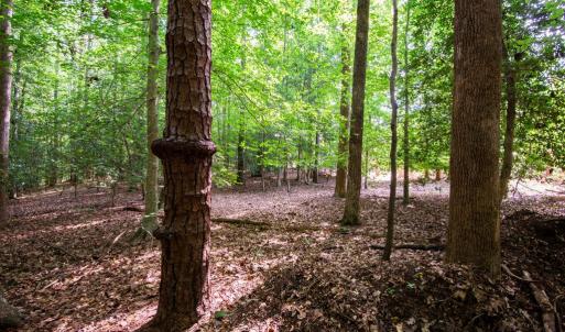 Photo #28 of 2425 Jolly Pond Road, Williamsburg, Virginia 15.5 acres