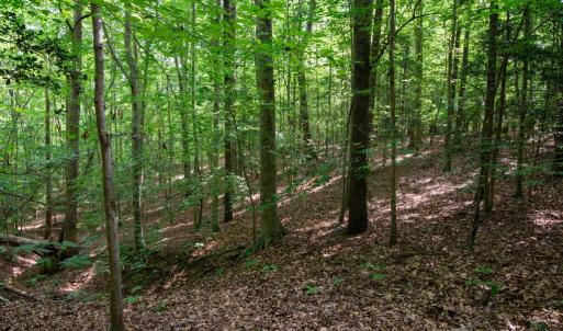 Photo #36 of 2425 Jolly Pond Road, Williamsburg, Virginia 15.5 acres