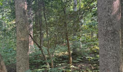 Photo #4 of 1.27ac Ware Street, Gloucester, Virginia 1.3 acres