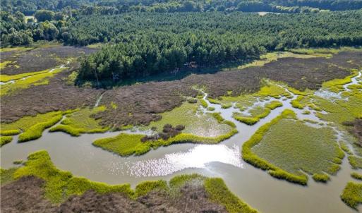 Photo #11 of 55 Ac  Vellines Lane, Carrollton, Virginia 55.5 acres