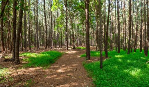 Photo #13 of 55 Ac  Vellines Lane, Carrollton, Virginia 55.5 acres