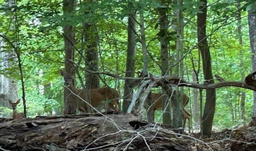 Photo #3 of 158 Highwood Circle, Newport News, Virginia 1.8 acres