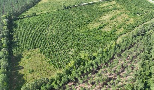 Photo #11 of 25.4 Courthouse Road, Stony Creek, Virginia 25.4 acres