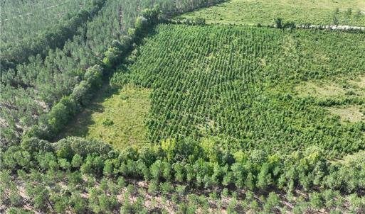 Photo #12 of 25.4 Courthouse Road, Stony Creek, Virginia 25.4 acres