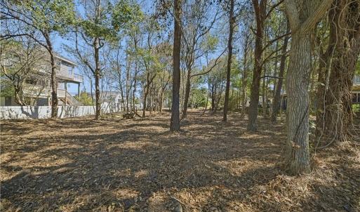 Interior view. Mature trees. Underbrush has been removed.