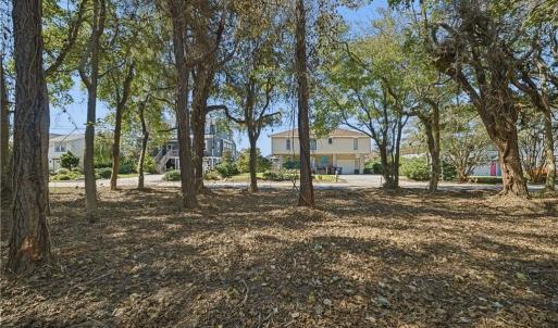 Interior view. Mature trees. Underbrush has been removed.