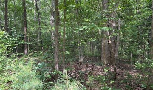Photo #7 of Lot 23 Rivers Knoll, Heathsville, Virginia 3.5 acres