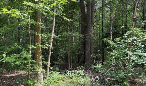 Photo #6 of Lot 24 Rivers Knoll, Heathsville, Virginia 3.5 acres