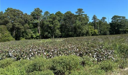 Photo #4 of 12 Ac Tar Road, Windsor, Virginia 12.3 acres