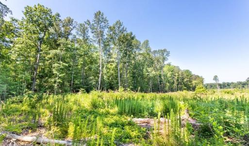 Photo #12 of 19041 The Glebe Lane, Charles City, Virginia 83.0 acres