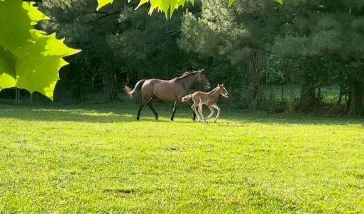 Photo #36 of 2010 Great Fork Road, Suffolk, Virginia 3.0 acres