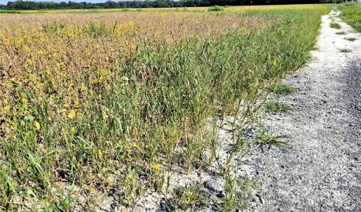 Photo #11 of 1769 Land Of Promise Road, Chesapeake, Virginia 25.0 acres