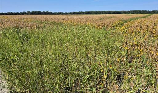 Photo #8 of 1773 Land Of Promise Road, Chesapeake, Virginia 37.3 acres