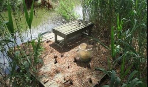 Private fishing area toward back of property on Broad Ck