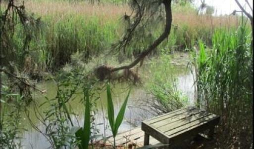 Private fishing area toward back of property on Broad Ck