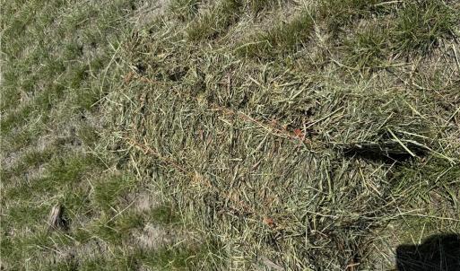 Photo #13 of 42 AC Saint Brides Road, Chesapeake, Virginia 42.0 acres