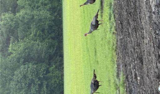 Photo #20 of 42 AC Saint Brides Road, Chesapeake, Virginia 42.0 acres
