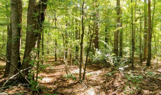 Photo #10 of 22 AC Johnson Lane, Chesapeake, Virginia 22.0 acres
