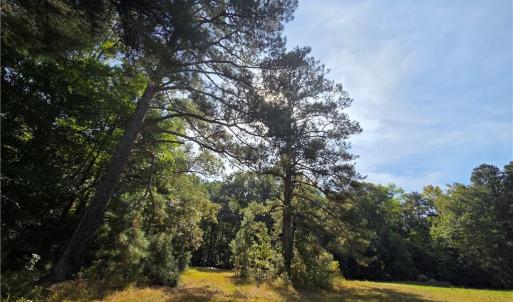 Big Double Trunk Pine Rear of Field