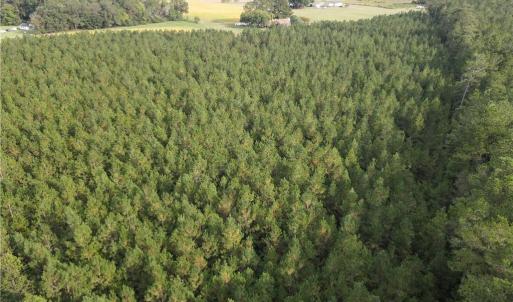 Photo #11 of 12AC Jenkins Mill Road, Franklin, Virginia 12.7 acres
