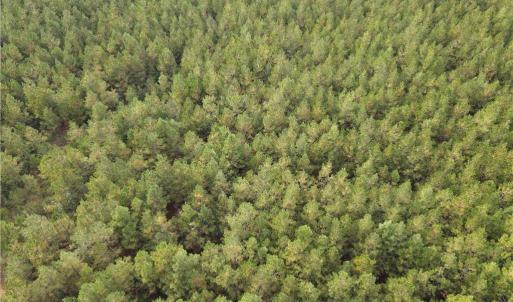 Photo #12 of 12AC Jenkins Mill Road, Franklin, Virginia 12.7 acres