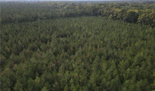 Photo #13 of 12AC Jenkins Mill Road, Franklin, Virginia 12.7 acres