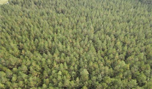Photo #5 of 12AC Jenkins Mill Road, Franklin, Virginia 12.7 acres