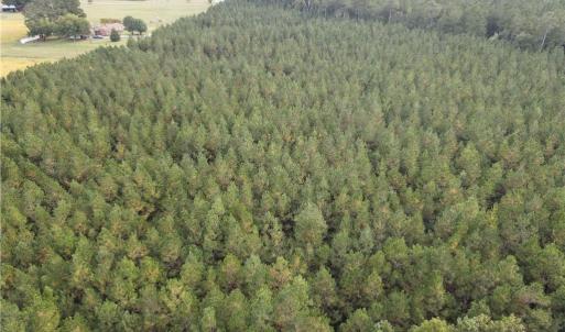 Photo #7 of 12AC Jenkins Mill Road, Franklin, Virginia 12.7 acres
