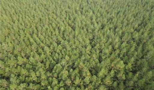 Photo #8 of 12AC Jenkins Mill Road, Franklin, Virginia 12.7 acres