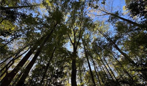 Photo #10 of 26-17 Catapult Lane, Gloucester, Virginia 13.4 acres