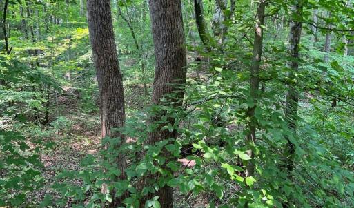 Photo #9 of 5.25 Ac Capella Ridge, King, NC 5.3 acres