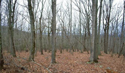 Photo #3 of 2119 Sierra Trace, Denton, NC 1.3 acres