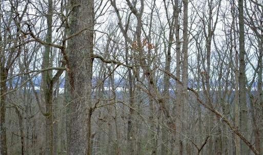 Photo #8 of 2119 Sierra Trace, Denton, NC 1.3 acres