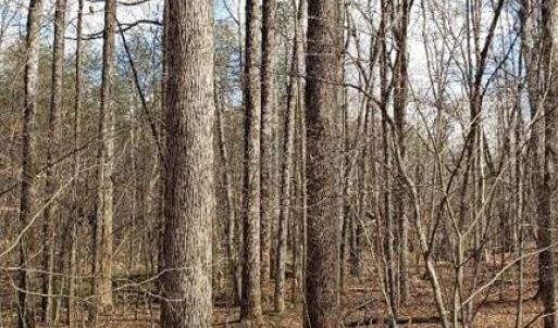 Poplar forest