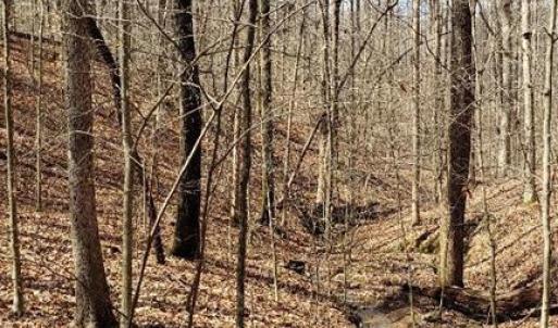 A spring stream in the hardwoods