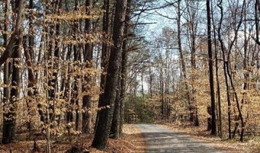 Claude Ratledge Rd through old timber